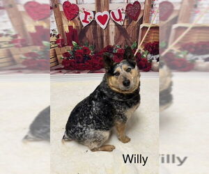 Mutt Dogs for adoption in Cottageville, WV, USA