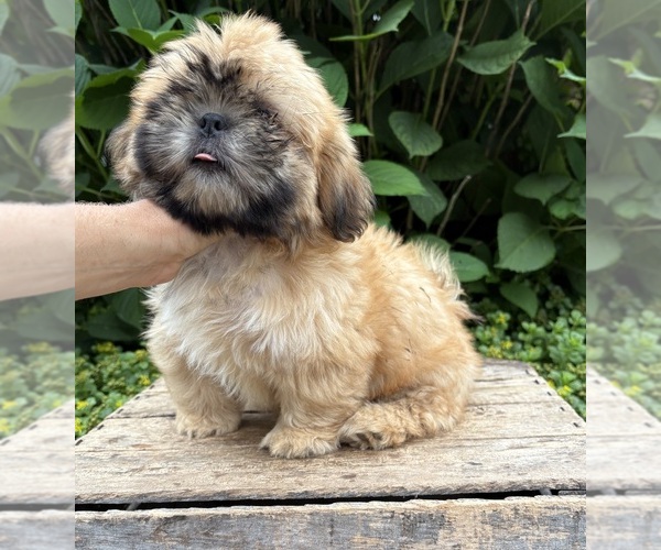 Medium Photo #4 Shih Tzu Puppy For Sale in MIDDLEBURY, IN, USA