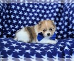 Small Photo #5 Pomeranian Puppy For Sale in RISING SUN, MD, USA