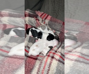 Dachshund Puppy for sale in ALBUQUERQUE, NM, USA