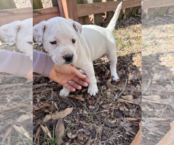 Medium Photo #2 American Pit Bull Terrier-Unknown Mix Puppy For Sale in Hillsboro, MO, USA