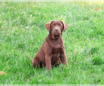 Small #4 Labrador Retriever