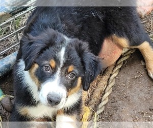 Australian Shepherd Dog for Adoption in GALAX, Virginia USA
