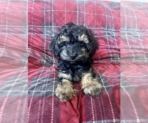 Cockapoo Puppy for sale in NORTH DECATUR, GA, USA