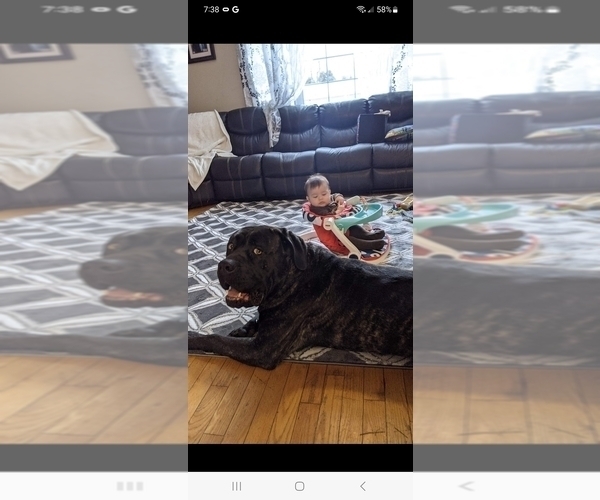 Medium Photo #3 Cane Corso Puppy For Sale in HOGANSBURG, NY, USA