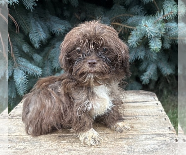 Medium Photo #1 Shih Tzu Puppy For Sale in MIDDLEBURY, IN, USA