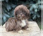 Small Shih Tzu