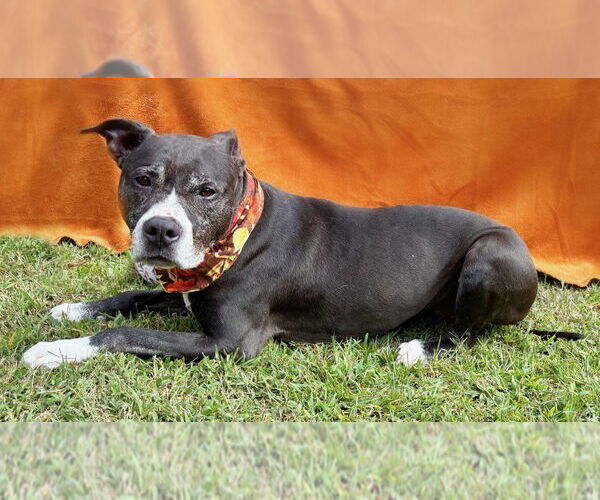 Medium Photo #1 American Staffordshire Terrier-Unknown Mix Puppy For Sale in Spring Lake, NJ, USA