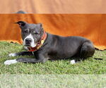 Small American Staffordshire Terrier Mix