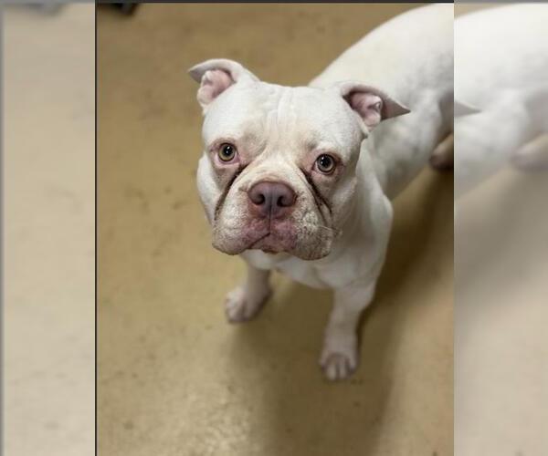 Medium Photo #1 Bulldog-Unknown Mix Puppy For Sale in Chula Vista, CA, USA