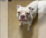 Small Bulldog Mix