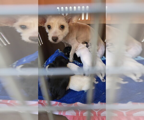 Medium Photo #2 Poodle (Miniature)-Unknown Mix Puppy For Sale in Pacifica, CA, USA
