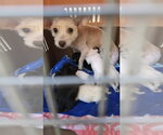 Small Photo #2 Poodle (Miniature)-Unknown Mix Puppy For Sale in Pacifica, CA, USA