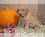 Puppy Beverly Golden Retriever