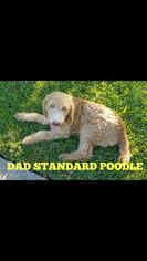 Father of the Goldendoodle puppies born on 03/11/2018