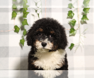 Bernedoodle (Miniature) Puppy for sale in MARIETTA, GA, USA
