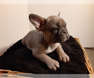 French Bulldog Puppy for sale in PAWTUCKET, RI, USA