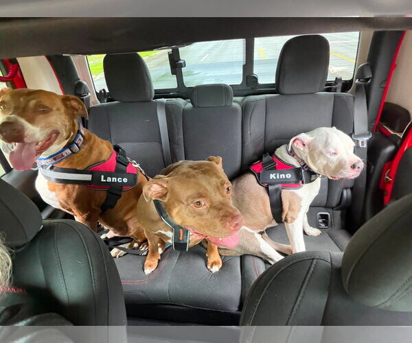 Medium Photo #4 Mutt Puppy For Sale in Lockport, NY, USA