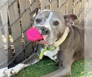 KONA - Female Staffordshire Bull Terrier Dog for Adoption - Photo #2