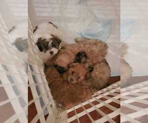 Shih-Poo Puppy for sale in MARYSVILLE, WA, USA