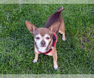 Chihuahua Dogs for adoption in San Clemente, CA, USA