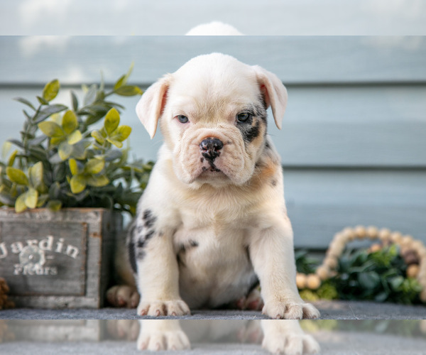 Medium Photo #18 Beabull Puppy For Sale in MILLERSBURG, OH, USA