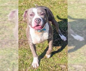 Mutt Dogs for adoption in Akron, OH, USA