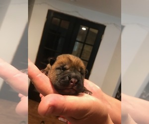 Chinese Shar-Pei Puppy for sale in HUNTER, NY, USA
