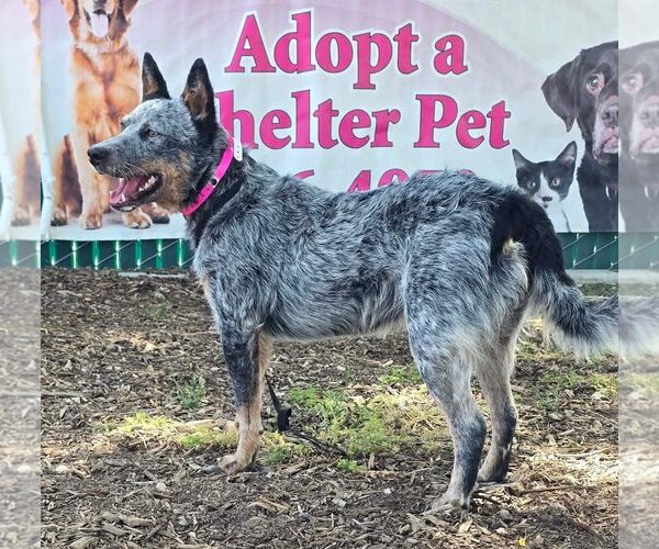 Medium Photo #3 Mutt Puppy For Sale in Paso Robles, CA, USA