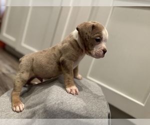 Olde English Bulldogge Puppy for Sale in BAY POINT, California USA