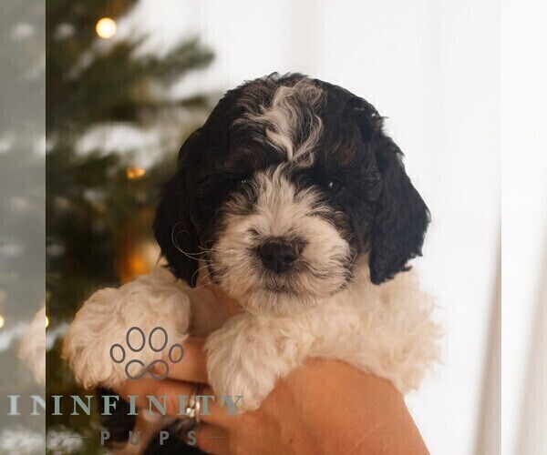 Medium Photo #2 Bernedoodle (Miniature) Puppy For Sale in NEW HOLLAND, PA, USA