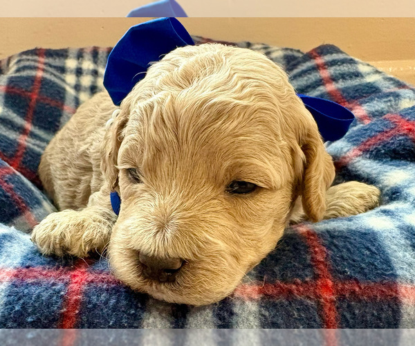 Medium Photo #1 Goldendoodle (Miniature) Puppy For Sale in ROY, UT, USA