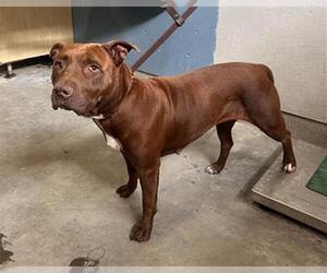 American Pit Bull Terrier Dogs for adoption in Camarillo, CA, USA