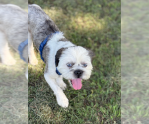 Shih Tzu-Unknown Mix Dogs for adoption in Cranston, RI, USA