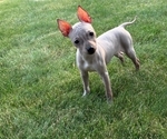 Puppy BAMBI Miniature American Hairless Terrier