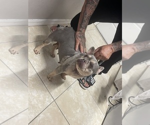 French Bulldog Puppy for sale in CAPE CORAL, FL, USA
