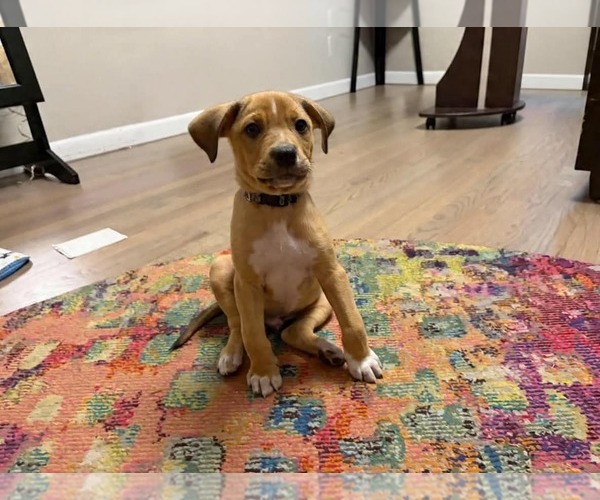 Medium Photo #5 Puggle Puppy For Sale in pomfret, CT, USA
