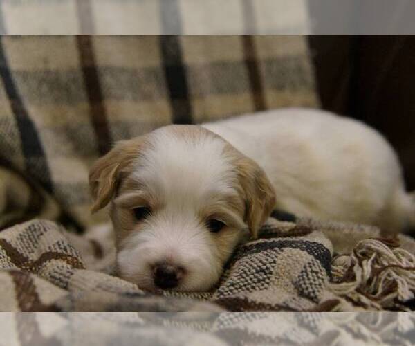 Medium Photo #3 Golden Mountain Doodle  Puppy For Sale in JIM FALLS, WI, USA
