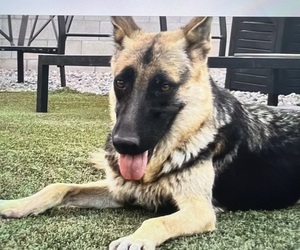 Mother of the German Shepherd Dog puppies born on 01/05/2026