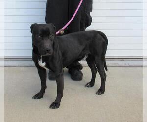 Labrador Retriever-Unknown Mix Dogs for adoption in Louisville, KY, USA