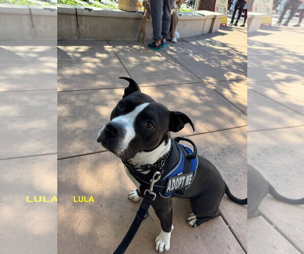 Medium Photo #14 Mutt Puppy For Sale in Woodland Hills, CA, USA