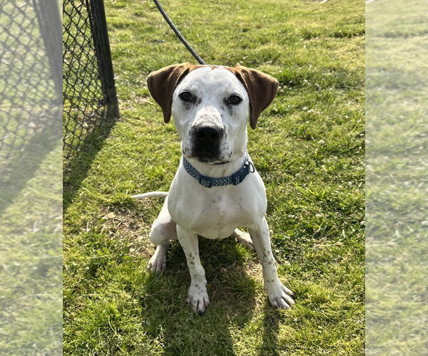 Medium Photo #9 Mutt Puppy For Sale in Evansville, IN, USA