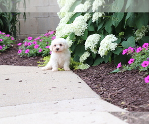 Bichon Frise Puppy for Sale in HUMBOLDT, Illinois USA