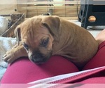 Small Photo #85 Boerboel Puppy For Sale in LAS CRUCES, NM, USA