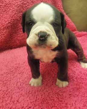 Medium Photo #1 Olde English Bulldogge Puppy For Sale in YELM, WA, USA