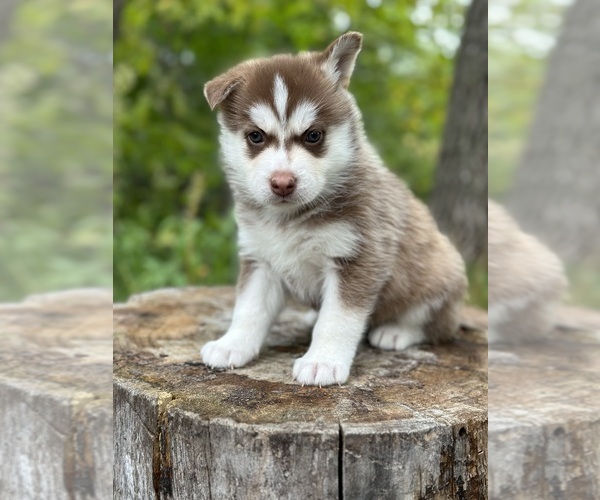 Medium Photo #6 Pomsky Puppy For Sale in STAPLES, MN, USA