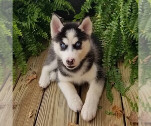 Siberian Husky Puppy for sale in SINKING SPRING, PA, USA