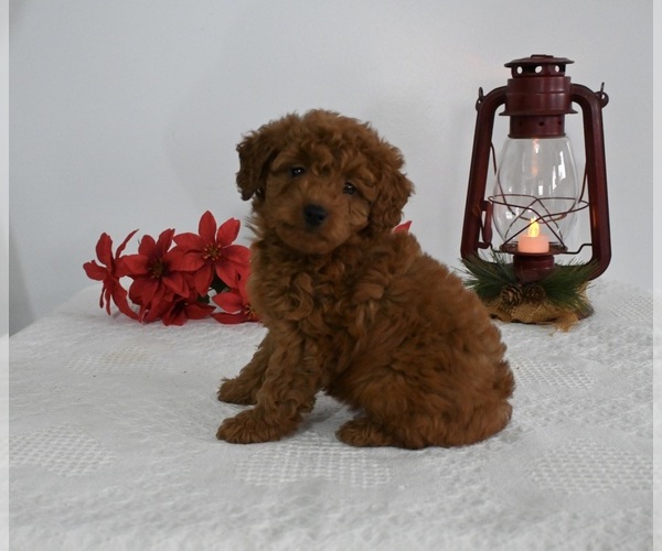 Medium Photo #1 Poodle (Miniature) Puppy For Sale in BECKS MILLS, OH, USA