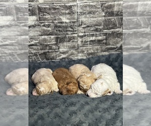 Poodle (Toy) Litter for sale in BRONX, NY, USA