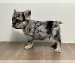 Image preview for Ad Listing. Nickname: Ghost